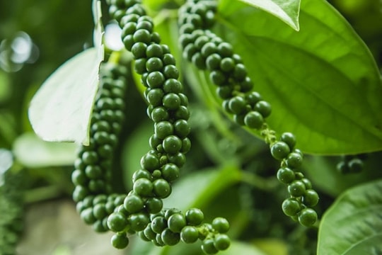 Dự báo giá tiêu ngày 13/4/2025: Sau cú tăng sốc, có giữ được đỉnh 155.000 đồng/kg?