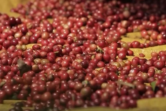 Dự báo giá cà phê ngày 14/4/2025: Liệu thị trường có tiếp tục bứt phá?