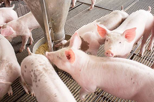 Dự báo giá heo hơi ngày 14/4/2025: Sẽ lập đỉnh mới?