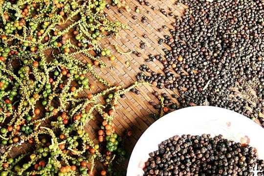 Giá tiêu hôm nay 14/4: Neo ở mức cao, thị trường trong nước ổn định trở lại