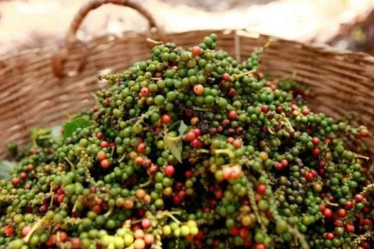 Dự báo giá tiêu ngày 14/4/2025: Vượt mốc 157.000 đồng/kg, đã đến đỉnh hay chưa?