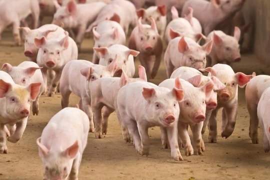 Giá heo hơi hôm nay 14/4: Miền Nam “ôm đỉnh”, miền Bắc vẫn chững lại?