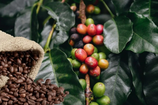 Thị trường cà phê toàn cầu biến động: Nguy cơ sụt giá chưa dừng lại?