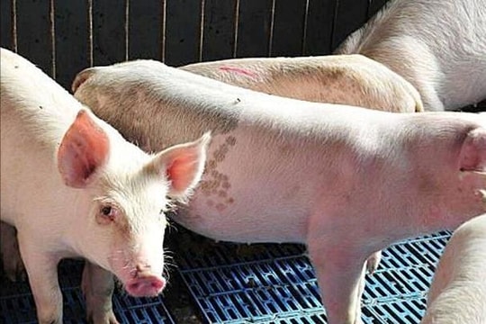 Giá heo hơi hôm nay 15/4: Miền Nam đứng đỉnh, miền Bắc tăng tốc