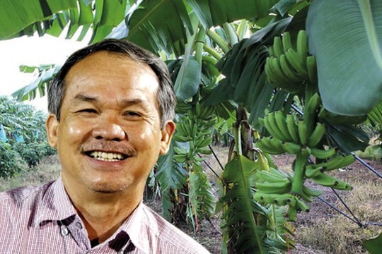 Mỗi ngày, Hoàng Anh Gia Lai lãi bao nhiêu từ bán chuối?