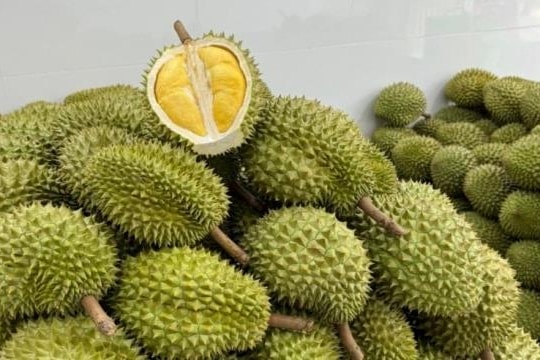 Giá sầu riêng hôm nay 15/4: Rớt mạnh, nhiều nhà vườn "bán lỗ"