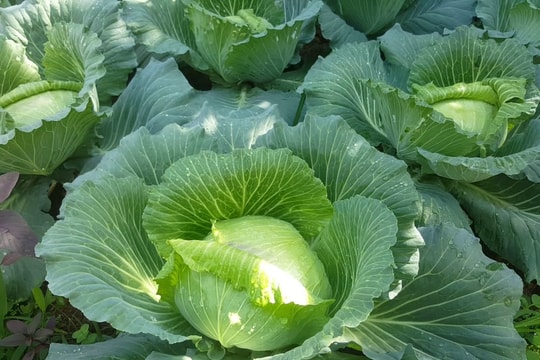 Giá rẻ lại dễ mua, loại rau này không ngờ chính là “lá chắn” chống ung thư rất thần kỳ