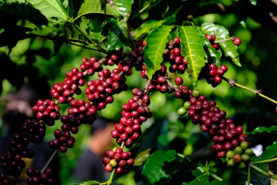 Dự báo giá cà phê ngày 16/4/2025: Tăng tiếp hay quay đầu?