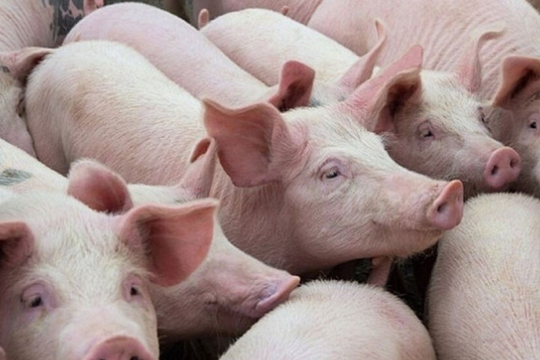 Dự báo giá heo hơi ngày 16/4/2025: Thị trường hồi phục, ngày mai liệu có bứt phá?