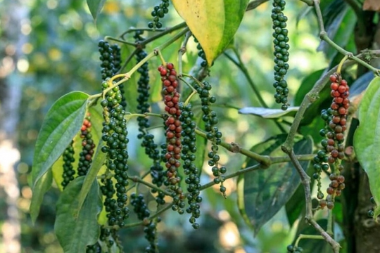 Dự báo giá tiêu ngày 16/4/2025: "Nín thở" chờ bứt phá, sẽ lập đỉnh mới?