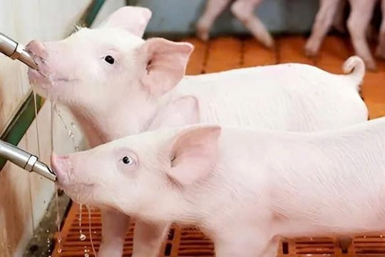 Giá heo hơi hôm nay 16/4: Heo hơi bất ngờ tăng vọt, liệu có xuất hiện “sốt giá” tháng 5?