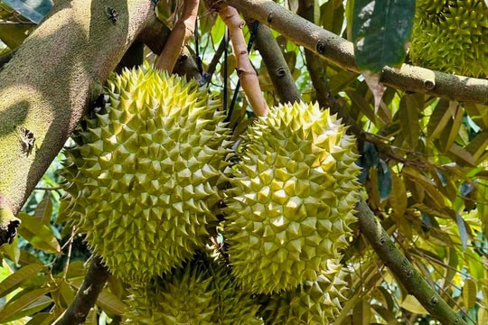 Giá sầu riêng hôm nay 16/4: Sầu riêng giữ giá cao ngất, Trung Quốc chuẩn bị “mở cửa”?