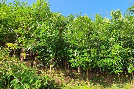 Xuất khẩu chiếm 1/3 thế giới: Loại cây này đang giúp người Việt đổi đời