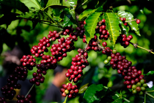 Dự báo giá cà phê ngày 17/4/2025: Thị trường bứt tốc, sẽ lập đỉnh mới?