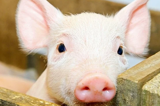 Dự báo giá heo hơi ngày 17/4/2025: Đà tăng lan rộng, sẽ chạm mốc mới?