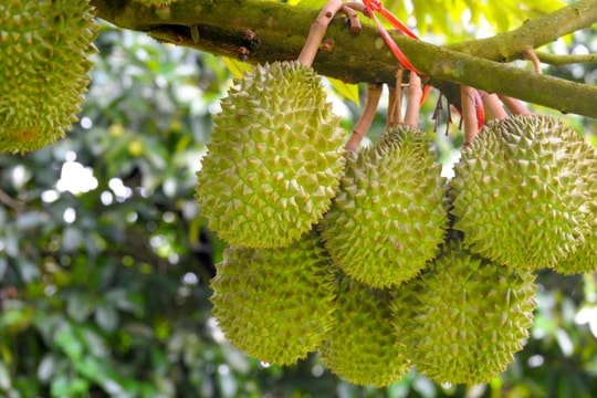 Giá sầu riêng hôm nay 17/4: Sầu riêng Việt chạm đỉnh nội địa, nhưng xuất khẩu đang chật vật