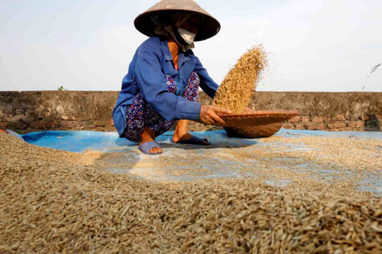 Một quốc gia châu Á liên tục chứng kiến ‘bão giá’ gạo: Chính phủ giải phóng kho dự trữ nhưng không ngăn được đà tăng