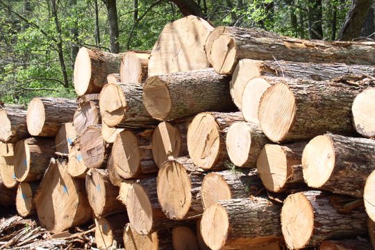 "Kho báu xanh" của Việt Nam được Mỹ miễn thuế, xuất khẩu tỷ USD chỉ trong 3 tháng