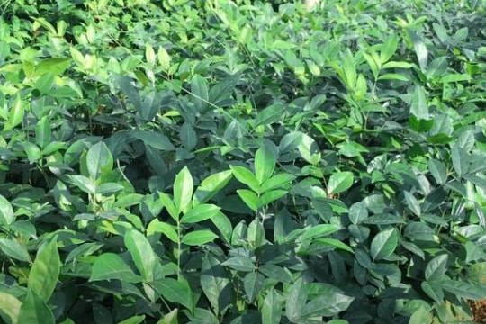 "Kho vàng ngầm" giữa đại ngàn: Loài cây âm thầm giúp dân giữ rừng, làm giàu