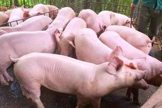 Giá heo hơi hôm nay 18/4: Heo hơi giữ đỉnh giá, nhưng kỳ vọng tăng vẫn còn đó?