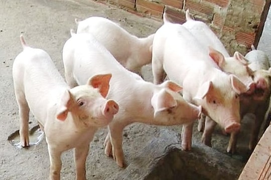 Dự báo giá heo hơi ngày 18/4/2025: Ngày mai có tiếp tục "leo dốc"?