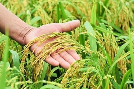 Giá lúa gạo hôm nay 18/4: Gạo Việt Nam giữ giá cao nhất