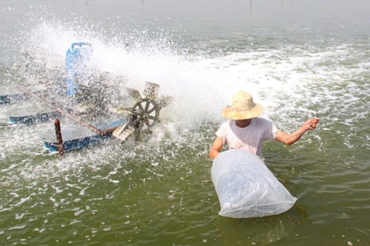 Mô hình lạ ở Hà Tĩnh: Cá ăn rác, tôm sạch bệnh, nông dân lãi lớn