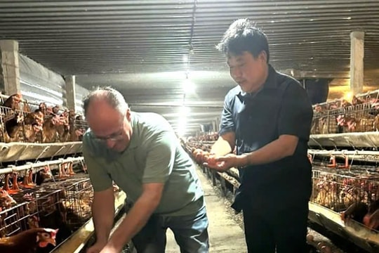 “Vua trứng Tân Lân” 50 năm giữ lửa nghề nuôi gà, đổi đời nhờ trại lạnh 40.000 con