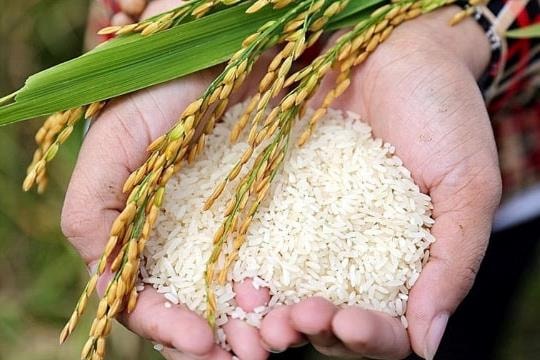 Giá lúa gạo hôm nay 20/4: Sụt giảm khi nhu cầu trầm lắng