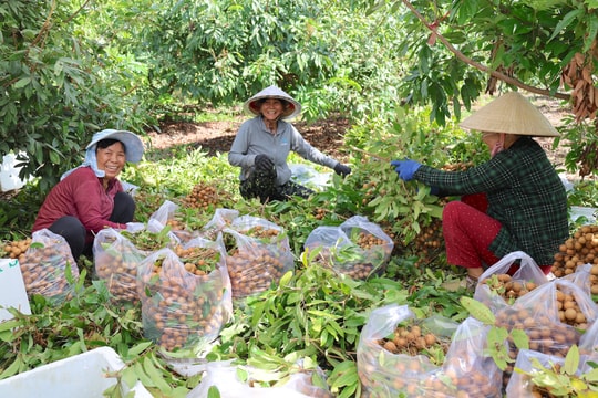 “Vàng xanh” Trường Đông: Chuẩn VietGAP nhưng nông dân vẫn thấp thỏm