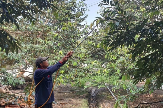 Ông nông dân gánh gạo nuôi mười miệng ăn, nay là “tỷ phú xanh” vùng Nhơn Hòa, thu tiền tỷ mỗi năm