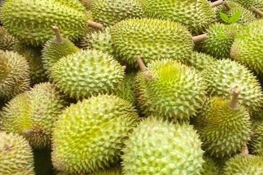 Giá sầu riêng hôm nay 20/4: Sầu Thái VIP tăng giá, Ri6 đi ngang