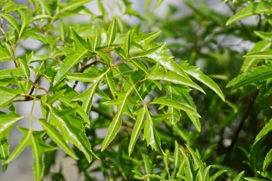 Việt Nam có loại cây tốt ngang “nhân sâm”, tăng cường miễn dịch, phục hồi sức khỏe sau bệnh