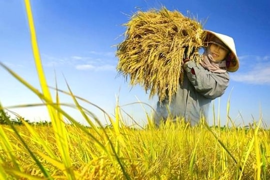 Giá lúa gạo hôm nay 21/4: Neo cao tại các mặt hàng g ạo nội địa