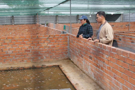 Nuôi ếch không hóa chất, lãi hàng chục triệu mỗi vụ: Bí quyết của người phụ nữ ở Long An