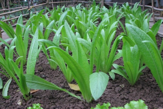 Loại rau "ngon, bổ, rẻ" nhưng lại giàu canxi hơn cả sữa, giúp xương chắc khỏe, có hoạt chất phòng ngừa ung thư