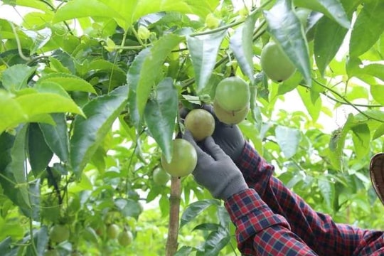 Đột phá từ mô hình rau sạch thành thị và chanh leo xuất khẩu tỷ đồng