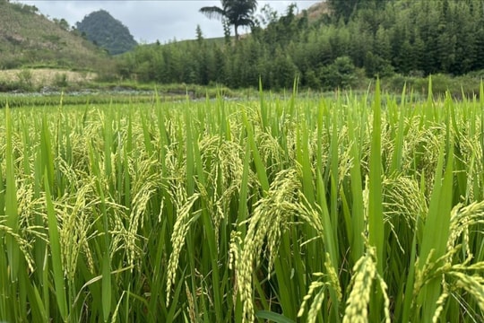 Giá lúa gạo hôm nay 22/4: Tiếp tục tăng mạnh, nông dân mừng rỡ