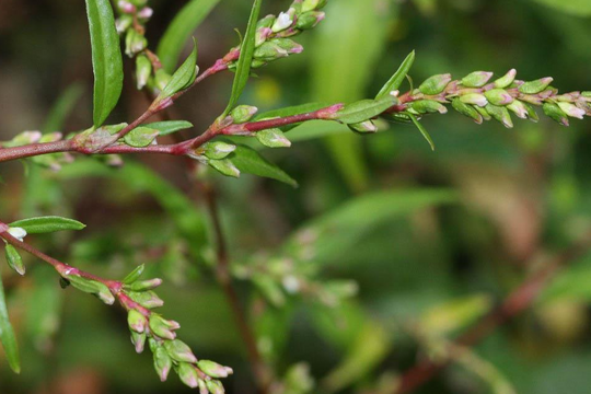 Loại rau cay hơn cả ớt nhưng là "thần dược" cải thiện sức khỏe, trị từ tiêu hóa đến ung thư