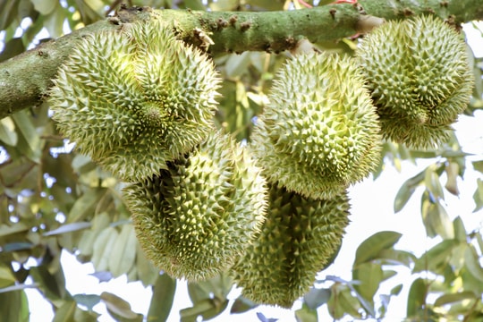 Thị phần tăng vọt, quốc gia ASEAN này đang “ăn nên làm ra” nhờ sầu riêng tại Trung Quốc