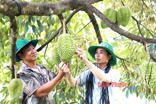 Bí kíp thành công phía sau những vườn sầu riêng nặng trĩu trái ở Bù Đăng - Bình Phước