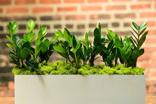 Đặt cây kim tiền đúng 2 vị trí này, tiền về như nước, làm ăn phát đạt