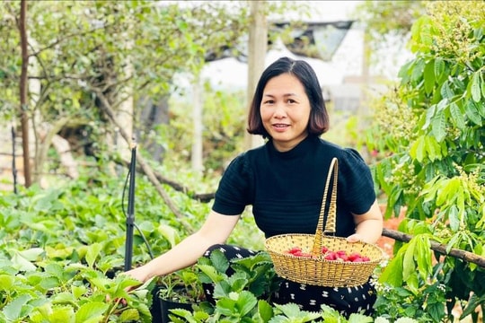 Tự trồng – tự bán – tự mở tour: Mô hình dâu tây hữu cơ sáng tạo giúp chị nông dân Gia Lai đổi đời