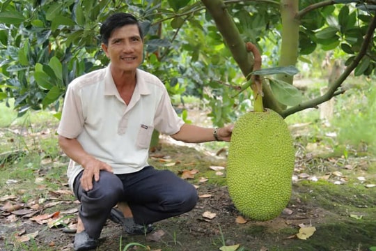 Hiệu quả bất ngờ từ mô hình "Mít Thái đẹp mã", lãi tăng hàng chục triệu đồng mỗi vụ