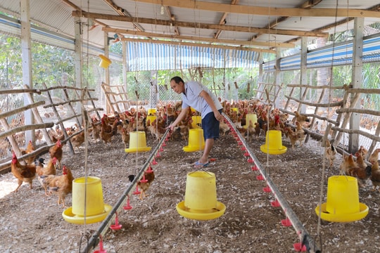 Nông dân Tây Ninh làm giàu từ mô hình nuôi gà độc đáo, trúng lớn mỗi lứa