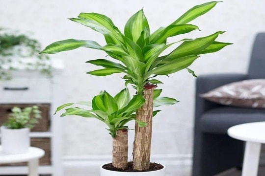 3 loại cây phong thủy được giới thượng lưu ưa chuộng: Vừa đẹp nhà vừa rước tài