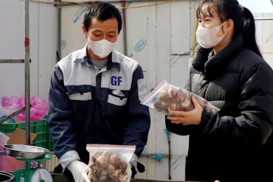 Công ty TNHH Green Food Hà Nam trồng nấm trên đỉnh Mẫu Sơn thành đặc sản triệu đô