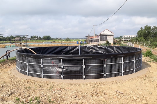 Không cần ao lớn, mô hình nuôi tôm sú kiểu mới ở Quảng Trị giúp nông dân trúng đậm mỗi năm