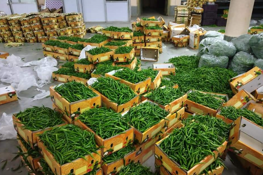 Việt Nam sở hữu loại quả ‘vàng treo trên cây’ được Lào, Trung Quốc cực kỳ ưa chuộng, thu về 3 triệu USD kể từ đầu năm