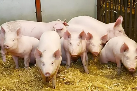 Dự báo giá heo hơi ngày 25/4/2025: Miền Bắc sẽ "rớt giá"?